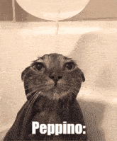 Peppino Spaghetti Wet Cat GIF - Peppino Spaghetti Wet Cat Cat Meme GIFs