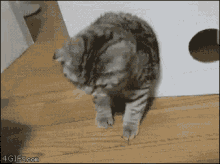 Cat Box GIF - Cat Box Abandon GIFs