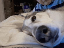 a close up of a dog laying on a bed with a person in the background