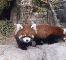 Zoo GIF - Zoo Camera Red Panda GIFs