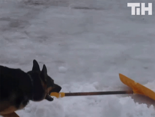 Shovel dog