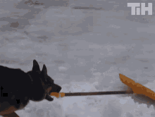 Snow Shovels GIF - Snow Shovels Dog GIFs