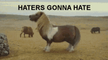 haters horse pony moon walking grooving