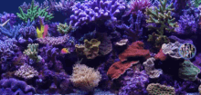 Aquarium GIF - Aquarium GIFs
