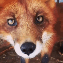 Fox Sniff GIF - Fox Sniff Cute GIFs