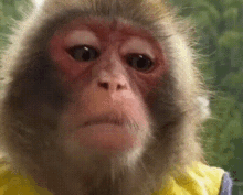 Sad Monkey GIF - Sad Monkey GIFs