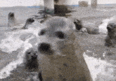 a group of seals are swimming in the water and one is looking at the camera .