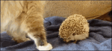 Porcoespinho Fofinho Sai Gato GIF - Hedgehog Cute Get Out GIFs