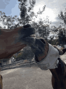 Horse Kiss GIF - Horse Kiss Arabian GIFs