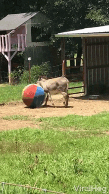 Donkey Playing With Ball GIF