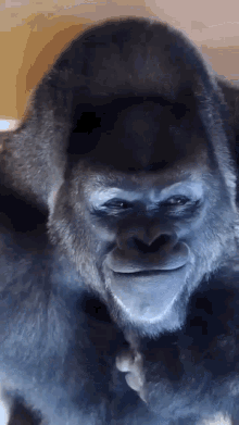 Gorilla Smile GIF