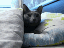 Black Cat Yawn GIF - Black Cat Yawn Sleepy GIFs