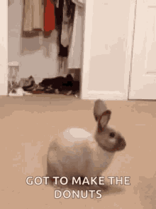 Bunny Fast GIF - Bunny Fast Quick GIFs