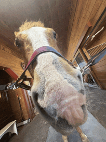 a close up of a horse 's nose with a red collar