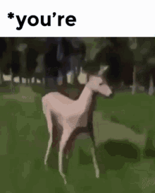 youre your bruh deer