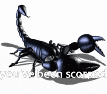 a black scorpion with the words " you 've been scorped " written below it
