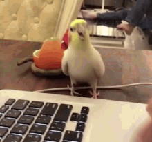 Annoying Bird Computer GIF - Annoying Bird Computer Bird Buttons GIFs