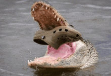 Alligator GIF - Alligator GIFs