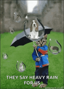 Raining Cats And Dogs GIF - Raining Cats And Dogs Droplets GIFs