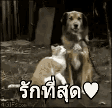 แมวหมา รักที่สุด GIF - Cat I Love You The Most Dog GIFs