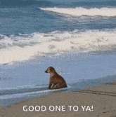a dog is sitting on a beach in the ocean .