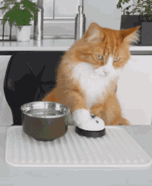 Cat Ringing Bell GIF