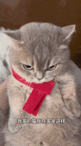 Dancing Cat Chinese Cat GIF - Dancing Cat Chinese Cat Meme GIFs