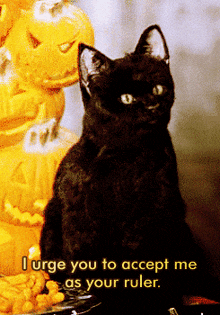 a black cat is sitting in front of a carved pumpkin with the words " i urge you to accept me as your ruler "