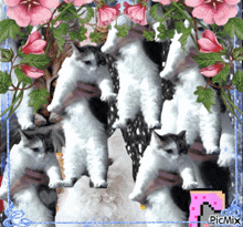 a picture of a bunch of cats and flowers with the picmix logo in the corner