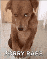 Dog Sad GIF - Dog Sad Personabey GIFs