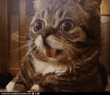 Cats Wow GIF - Cats Wow Omg GIFs