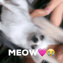 a white cat with a pink heart and the word meow below it