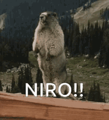 Niro GIF - Niro GIFs