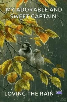 Birds Rain GIF