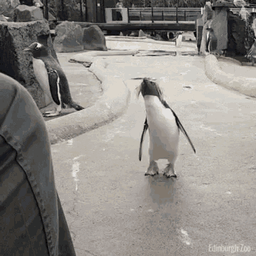 penguin-jump.gif