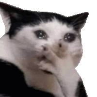 a black and white cat is covering its face with its hand .