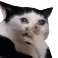 a black and white cat is covering its face with its hand .