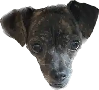 a close up of a small brown dog 's face with a white background