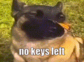 a close up of a dog with the words no keys left written on it