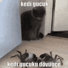 Kedi Gucuk Crabistan GIF