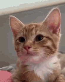 Cat Kitten GIF - Cat Kitten Derp GIFs