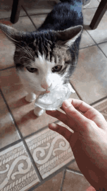 Cat Yoghurt GIF - Cat Yoghurt Lick GIFs