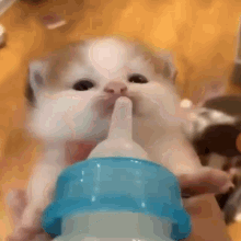 Milk Kitty GIF