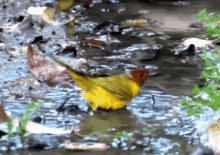 Mangrove Warbler GIF - Mangrove Warbler Bird GIFs