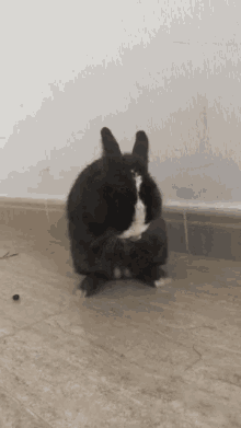 Oreo Theb Bunny Cute GIF - Oreo Theb Bunny Oreo Cute GIFs