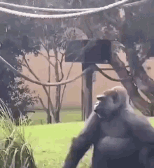 Gorillatongue GIF - Gorillatongue GIFs