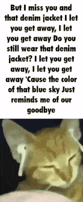 a picture of a cat with the words but i miss you and that denim jacket i let you get away on it