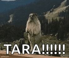 a groundhog is standing on its hind legs in front of a mountain with the words tara written on it .