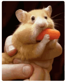Suck Hamster GIF - Suck Hamster Carrot GIFs