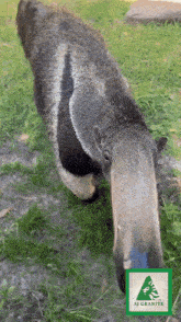 Anteater Sniffing GIF - Anteater Sniffing Bumi GIFs